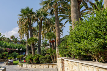 Fototapeta premium Sunny garden scene with tall palm trees, lush greenery, stone wall, and a relaxing atmosphere.
