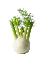 Pristine stalk of fresh fennel with crisp white bulb, vibrant green stems and feathery fronds, sharp macro focus against soft light grey bokeh background, still life concept of natural elegance