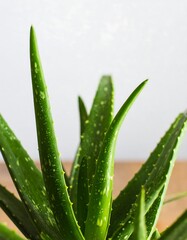 Obraz premium Close-up aloe vera plant