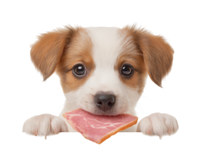 Adorable Puppy Caught Red-Handed with a Ham Snack isolated on a transparent background