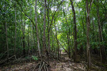 Green tropical mangrove forest pathway ecology
