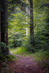 Fototapeta premium Path covered with dry leaves in a lush, green fir forest. Vertical natural landscape. Beauty of plants in nature.