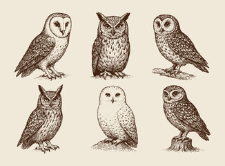 Fototapeta premium Detailed monochrome owl illustrations showing six species in varied poses—ornithological and decorative study for prints and education.