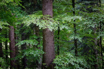 Verdant forest, horizontal landscape