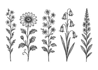 Black-and-white comparative botanical study of five flowering plants with detailed leaves and blooms—educational plate illustration.