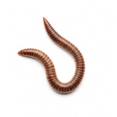 Brown earthworm with segmented body lying in a curve shape