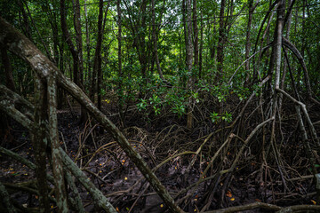 Green tropical mangrove forest pathway ecology
