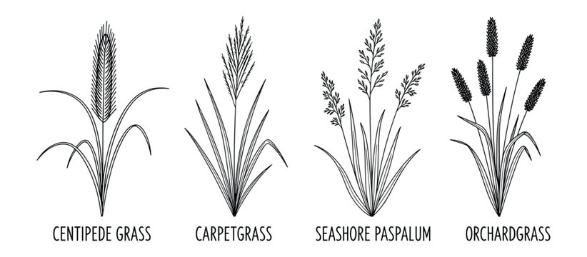 Four Types of Grasses Centipede Carpet Seashore Paspalum and Orchardgrass Black Outline Shapes Vector Illustration