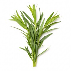 Fototapeta premium A bunch of fresh tarragon with slender, long green leaves, gathered together,
