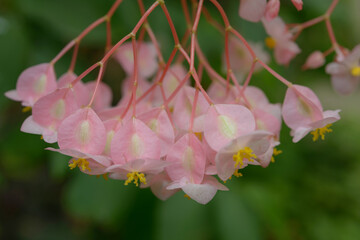 shallow depth of field focus on pink begonia flowers