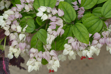 top down view of bleeding heart vine (clerodendron thomsoniae) with leaves