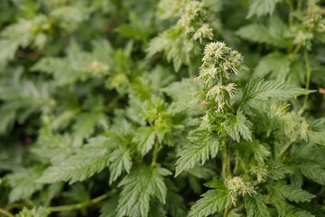 close up of pine needles