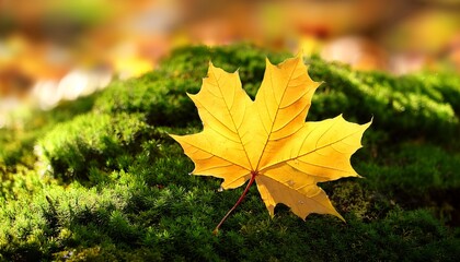 bright yellow maple leaf on green moss