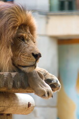 Lion. Zoo de la Palmyre. Royan