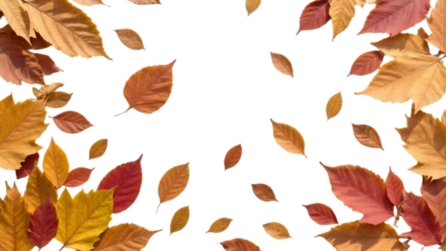 autumn leaves background