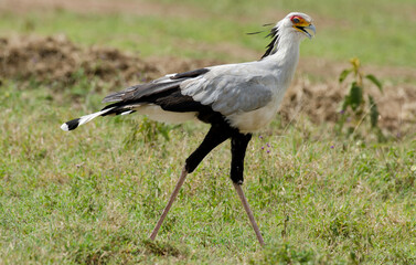 Messager sagittaire, Serpentaire,Sagittarius serpentarius, Secretarybird, Afrique