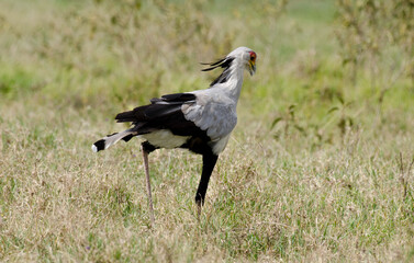 Messager sagittaire, Serpentaire,Sagittarius serpentarius, Secretarybird, Afrique