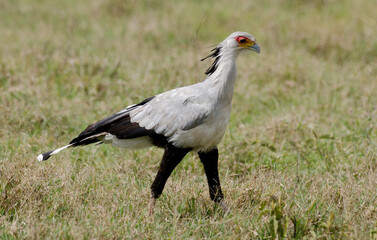 Messager sagittaire, Serpentaire,Sagittarius serpentarius, Secretarybird, Afrique