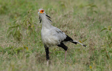 Messager sagittaire, Serpentaire,Sagittarius serpentarius, Secretarybird, Afrique