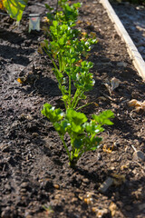 A low-angle, medium-shot photograph of a row of carrots and a row of celery growing in a raised garden bed during the day, conveying a theme of organic agriculture.