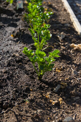 A low-angle, medium-shot photograph of a row of carrots and a row of celery growing in a raised garden bed during the day, conveying a theme of organic agriculture.