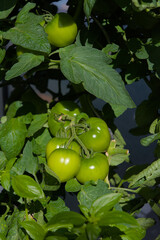 Unripe green tomatoes grow on a vine in a garden setting under natural light during the day.