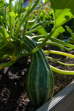 A vertical, close-up photograph of a green zucchini with water droplets on its striped skin, growing on a plant in dark soil during the day, conveying a theme of organic agriculture.