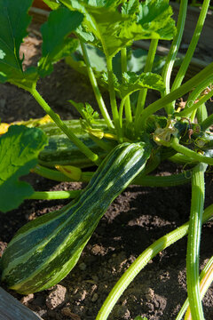 A vertical, close-up photograph of a green zucchini with water droplets on its striped skin, growing on a plant in dark soil during the day, conveying a theme of organic agriculture.