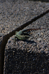 A low-angle, close-up photograph of a small green lizard with a long tail resting on a dark, rough concrete surface in bright sunlight, conveying a theme of urban wildlife.