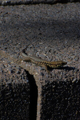 A low-angle, close-up photograph of a small green lizard with a long tail resting on a dark, rough concrete surface in bright sunlight, conveying a theme of urban wildlife.