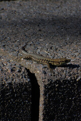 A low-angle, close-up photograph of a small green lizard with a long tail resting on a dark, rough concrete surface in bright sunlight, conveying a theme of urban wildlife.