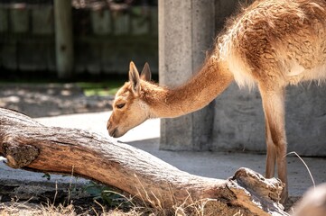 Vicuna, Lama vicugna, an artiodactyl mammal resembling an alpaca in its captive plot near a tree...