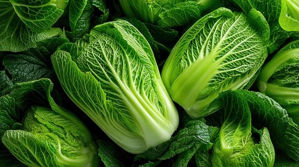 Fresh napa cabbage with layered leaves showing veined texture in green gradient natural composition
