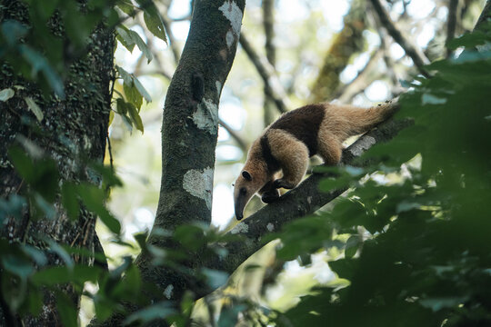 Costa Rica, Various