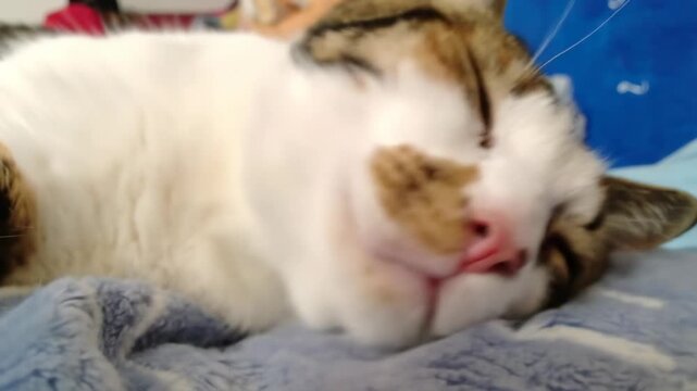 Sleepy calico cat resting