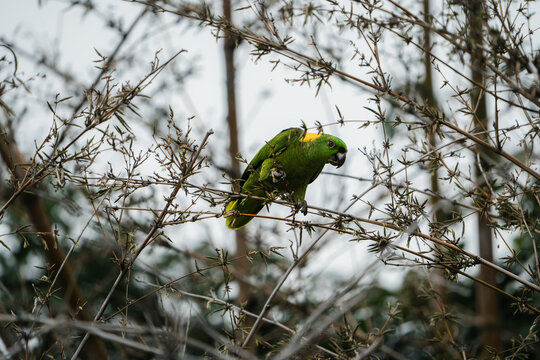 Costa Rica, Various