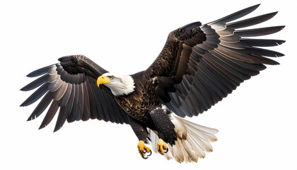 Fototapeta premium Majestic bald eagle, powerful bird of prey, flying with grace. An isolated wildlife animal and national symbol of freedom soaring with spread wing on white background