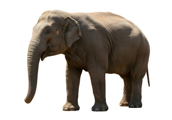 Fototapeta premium Majestic Asian Elephant Standing Isolated on White Background