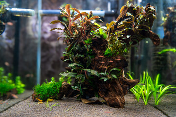 Launch of a new aquascaping with driftwood and dragonstone on soil with plants, freshwater aquarium