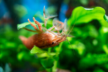 Aquarium yellow shrimp in plant aquascape