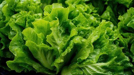 Fresh green lettuce with water droplets macro photography on blurred green background, healthy leafy vegetable closeup