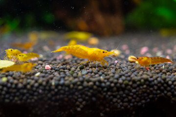 Aquarium yellow shrimp in plant aquascape