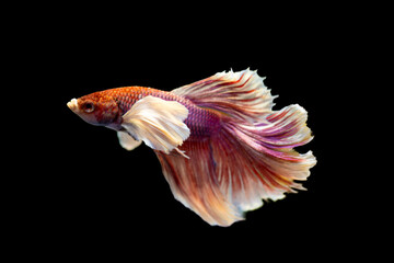Pink betta fish isolated on a black background