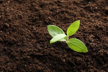 Young plant growing in soil as background, closeup