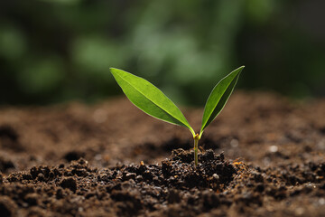 Young plant with green leaves growing from soil outdoors, closeup