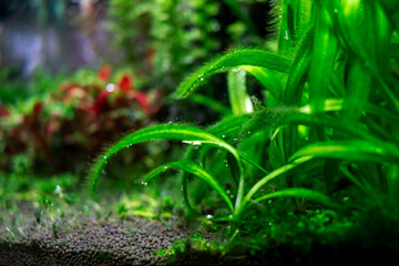 Algae in a home dirty aquarium, sagittaria covered with different types of algae