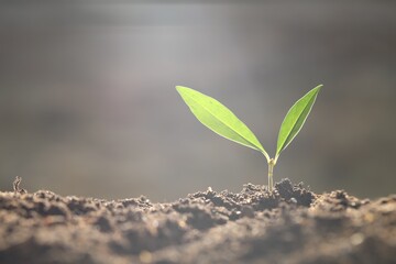 Young plant with green leaves growing from soil outdoors, closeup. Space for text