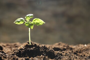 Young plant with green leaves growing from soil outdoors, closeup. Space for text