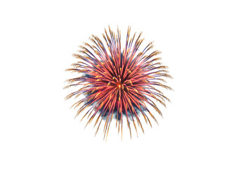 Vibrant Red and Gold Firework Burst on White Background