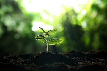 Young plant with green leaves growing from soil outdoors, closeup. Space for text